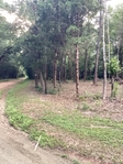 2 Wooded lots in Tubb Subdivision Warren Texas FOR SALE