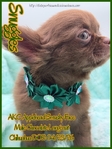AKC Chocolate Applehead Longcoat Chihuahuas