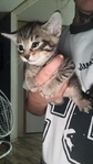 Kittens