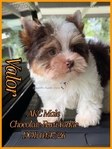 AKC Gorgeous Male Yorkies