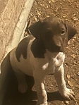 GSP German Shorthaired  Pointer Puppies