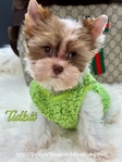 AKC Micro Male Chocolate Parti Yorkies