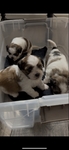 super cute shih tzu puppies