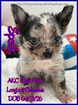 Fathers Day AKC Smooth & Longcoat Male Chihuahuas