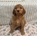 Goldendoodle Puppies