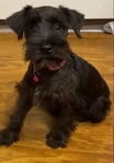 CKC miniature schnauzers