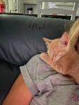 Free male kitten