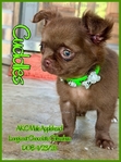 AKC Chocolate Applehead Longcoat Chihuahuas