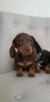 Miniature Dachshund Puppies Available