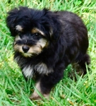 Snorkie Puppies 1/2 toy schnauzer 1/2 Yorkie