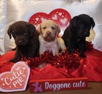 Labrador puppies