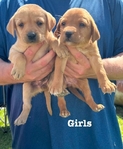 AKC Yellow and Fox red Labrador puppies