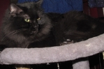 ragdoll kittens for sale