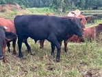 Young herd bulls