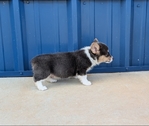 Two Registered Bluie Pembroke Corgi males