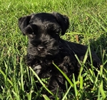 AKC Reg. Miniature Schnauzerd