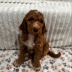 Goldendoodle Puppies