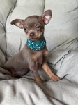 Absolutely Stunning Male Lilac & Tan Chihuahua