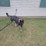 Akc Male German Shepherd. German Working Bloodlines