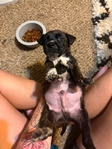 Puppies need to be rehomed