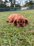 Cavalier King Charles spaniel