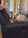 Female Miniature Schnauzer