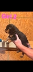 Akc Rottweiler Puppies