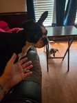Boston Terrier