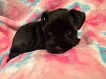 CKC Mini Schnauzer Pups! reduced!!