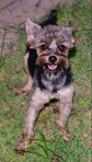 Yorkie Male 1 year old