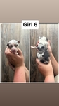 Mini aussies