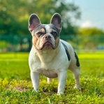Gorgeous AKC Registered French Bulldog