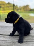 Yellow and Black English Labrador Puppies