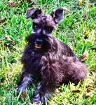 CKC Female Schnauzer Puppy