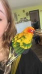 Tame sun conure