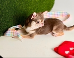 Chihuahua puppies