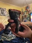 Kittens
