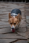 Corgi male