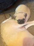 AKC Pug Puppys 6 wks old