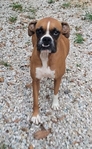 AKC Registered Boxer