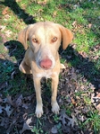 $50.00 Rehoming Lab mix