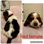 Basset hounds puppies