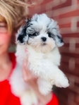 Shihpoo Female Blue Merle Shihtzu & toy poodle mix.