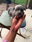 Pocket Bullies