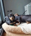 Dachshund puppies