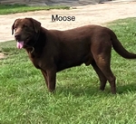 CHOCOLATE LABRADOR RETRIEVER PUPPIES AKC