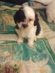 Maltipoos or Dachshund (Chiweenies)- Caldwell Tx -$300-$600