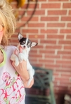 Chihuahua puppies Apple head Gorgeous!