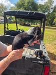 Registered Bluetick Beagle Puppies
