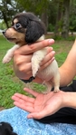 Beautiful Mini Dachshund Puppies